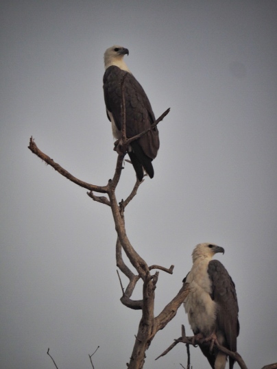 White-Bellied Eagle
