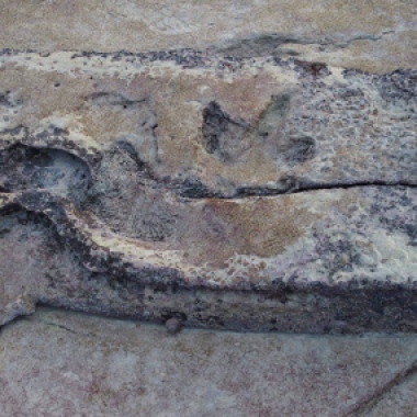 Dinosaurs Footprints